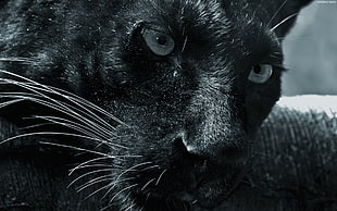 Panther,  Big cat,   face,  Predator HD wallpaper